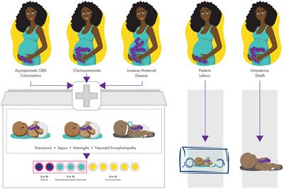 Early-onset group B streptococcal disease in African countries and maternal vaccination strategies